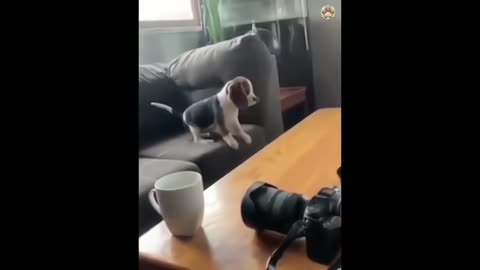 Animal Funny video 😀😝🤣🤣