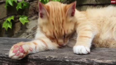 The Meaning Behind 14 Strangest Cat Behaviors