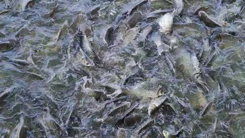 Stockfish in the pond have you ever seen so many fish