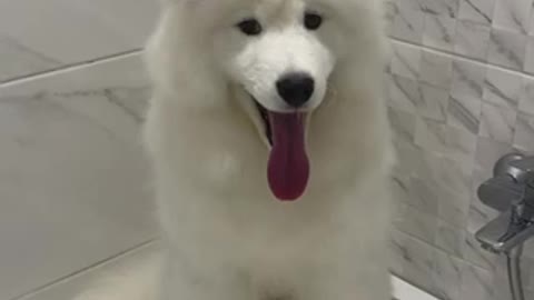 Have you ever seen wet samoyed?🤭❤️