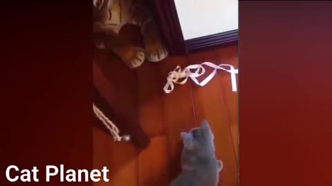 Best Funny Cats Video Compilation 05/2021