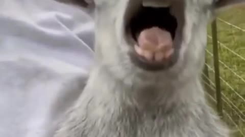 Screaming Goat funny Animals