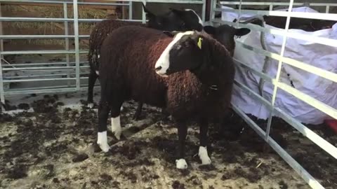 Shearing Ewe Lambs 2016: Zwartbles Ireland