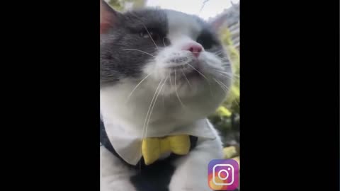 3 minutes funny animals video that you MUST laugh