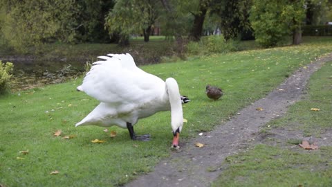 Swan bird eats bread