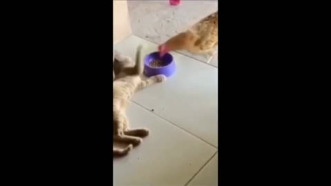 Funny animals - Funny cats _ dogs - Funny animal videos 2023 - art 6_Haypyy Pett(360