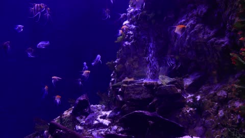 video. school of fish underwater