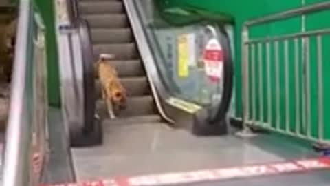 Funny dog claimbing the stairs