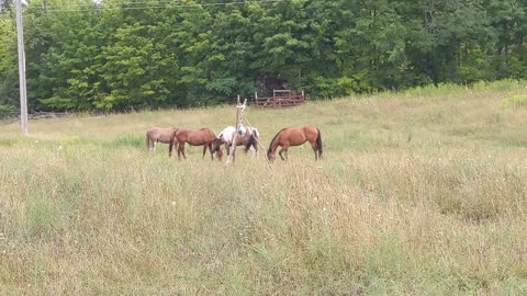 Introducing Hank to the herd