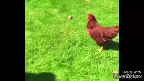 Funny chickens and roosters Chasing kids and adults