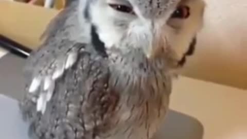 owl happy