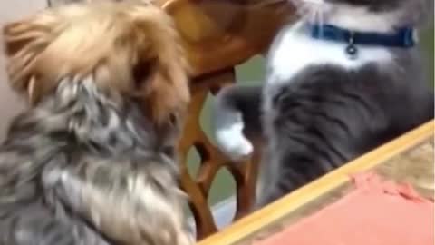 Dog and cat fight for the owner lap