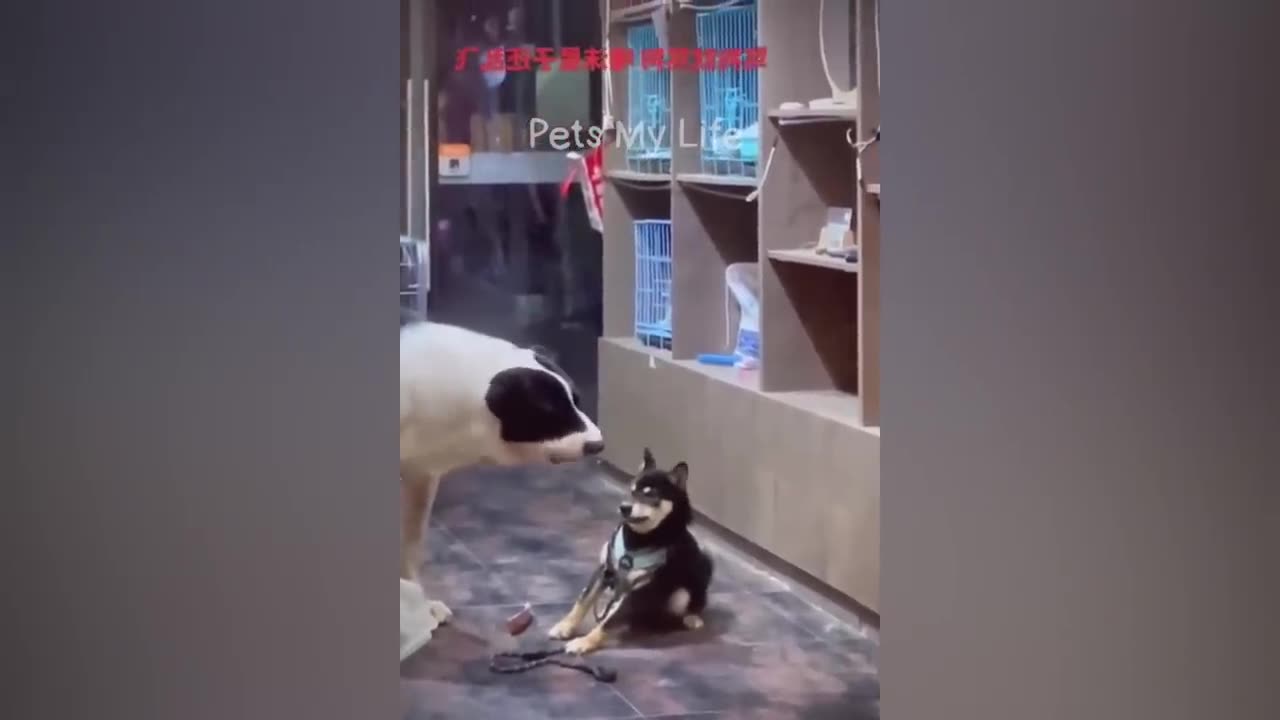 Funniest Cats and Dogs Videos Animals 2023