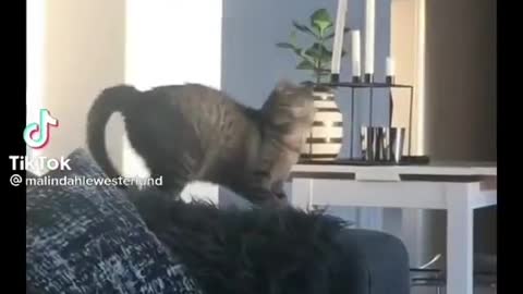 Intelligent cat 🐈 super wow top video watch