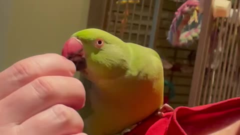 Indian Ringneck gives kisses so he can have treats 🦜