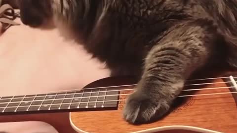 Funny and Cute Cat Videos #319