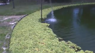 Filming the lake and the water hyacinth plant in the science museum [Nature & Animals]