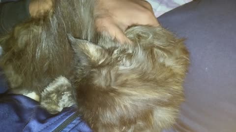 SLEEPING CAT ...SO Cute 😊Do U Like Kitty ?