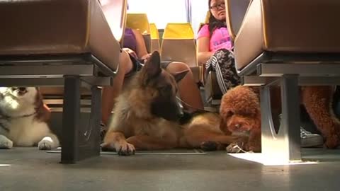 Pet bus allows Hong Kong’s pooches to travel