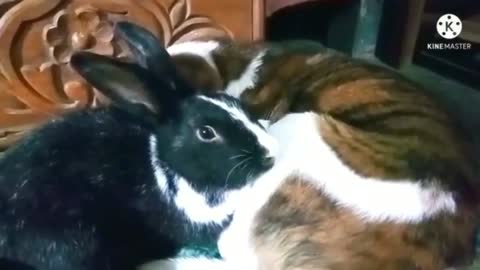 Bunny and the dog are basically friends / adorable compilation
