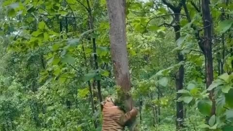 Harimau kelaparan muncul di hutan jati cari mangsa