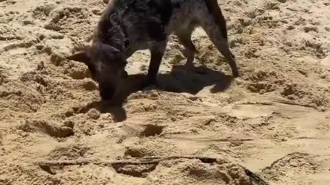 Cute Dogs🐕🐕 searching 👀for ball🥎 in the beach