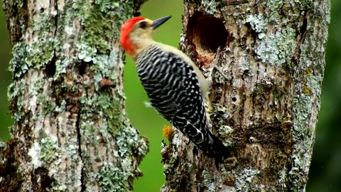 Watch the woodpecker dig its house in the middle of a tree