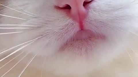 Cute adorable white cat meowing...