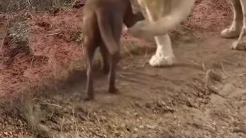 Funny Lion welcome Dog