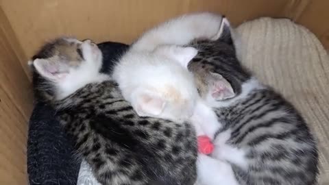 Sweet, Beautiful, Baby Kittens 🥰 Baby kittens are sleeping.