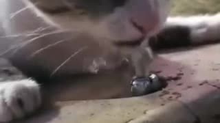 People help, the little cat wants to drink