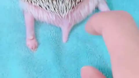 This girl rescue a newborn hedgehog and raised it in her house ❤️