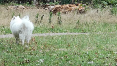 Adorable Dogs playing Hide & Seek