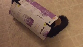 Dog trying to play with cat and cat hides in box and gets pushed in box