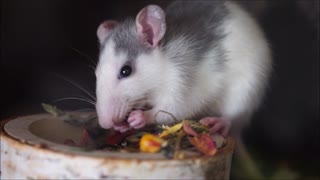 Hungry Hungry White Mouse Eats Raw Food