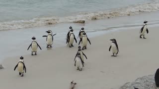 Relaxing Music - with the Penguins / Música Relaxante - com os Pinguins