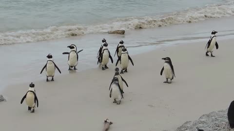 Relaxing Music - with the Penguins / Música Relaxante - com os Pinguins