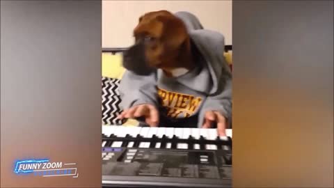 Cute Dog Plays Piano (Lets Get Fluffy)