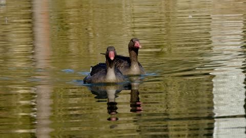 Twin geese