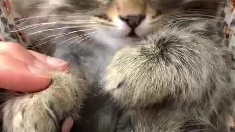 Excuse Me sir Why Are You So Cute 🥰Cute cats - Try not to Laugh