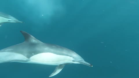 Daily 10-Minute Mindfulness Meditation- Dolphins