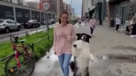 Funny pup decides to dance alongside owner down the street