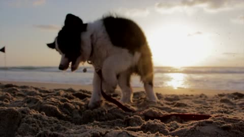 dog plays at the beach