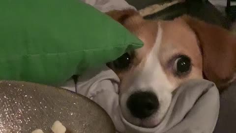 Doggy Stares Longingly as Popcorn