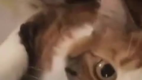 Cat Takes A Tumble When Playing In Basket