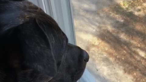 She wants that squirrel