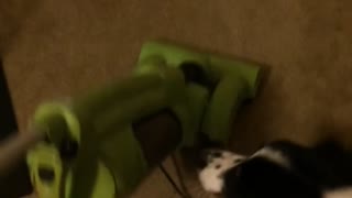 Dog barks at green vacuum