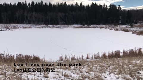 Dog Walks On Snow Shiba Inu Puppy Enjoys Walking on Fresh Snow In The Park