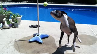 Boxer Dog Playing Tetherball