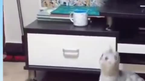 Funny cat moment!!Don't forget not to laugh